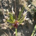 Allium roseum Flower