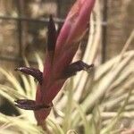 Tillandsia werneriana Flor