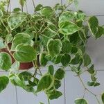 Peperomia serpens Buveinė