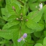 Cleome rutidosperma Leaf