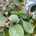 Feijoa sellowianaFruto