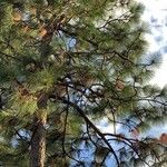 Pinus palustris Leht