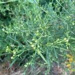 Symphyotrichum pilosumपत्ता