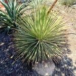 Agave stricta ഇല