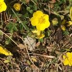 Potentilla pusilla Fiore