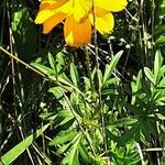 Cosmos sulphureus Habitatea