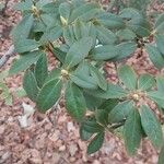 Rhododendron augustinii Blad