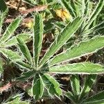 Potentilla hirta Leaf
