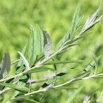 Buddleja alternifolia Folla