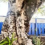 Ficus religiosa Φύλλο