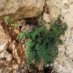 Scrophularia lucida Leaf