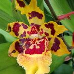 Oncidium crocidipterum Virág