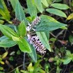 Veronica elliptica Fiore