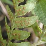 Dryopteris athamantica Leaf