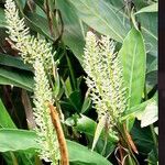 Alpinia galanga फूल