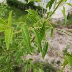 Prunus dulcis Leaf