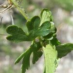 Ranunculus auricomus Leaf