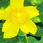 Hypericum frondosum Floro