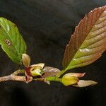Ticodendron incognitum Fruto