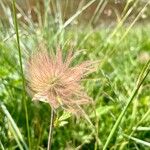 Geum montanum Floare