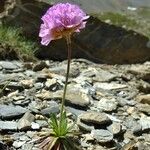 Armeria alpina Other