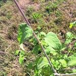 Tithonia rotundifolia Листок