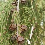 Cupressus pendula Frucht