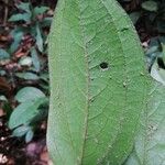 Anisophyllea meniaudii Folha