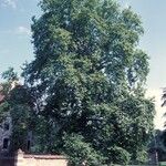 Platanus x hispanica Хабит