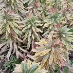 Euphorbia × martini Habitatea