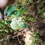 Cornus amomumCvet