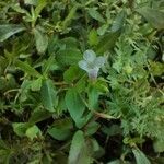 Lindernia dubia 葉