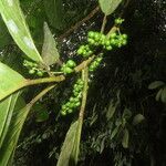Tetrorchidium euryphyllum Leaf