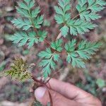 Dicentra formosaDeilen