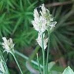 Luzula multiflora Kwiat