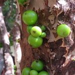 Plinia cauliflora Fruto
