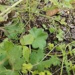 Alchemilla monticola Feuille