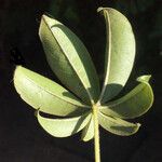 Ceiba pentandra 葉