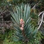 Pinus sylvestris ഇല