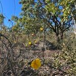 Cochlospermum regium عادت