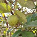 Psidium guajava Fruchs