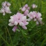 Coronilla viminalis Flower