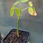 Erythrina crista-galli Foglia