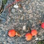 Sorbus ariaFruit