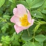 Rosa canina Fleur