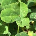 Trifolium repens List