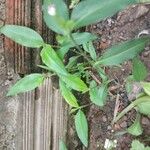 Commelina virginica Leaf