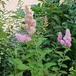 Spiraea douglasii Habitus