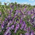 Vicia eriocarpa Blodyn