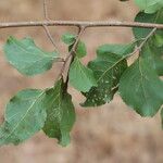 Flacourtia indica Blatt